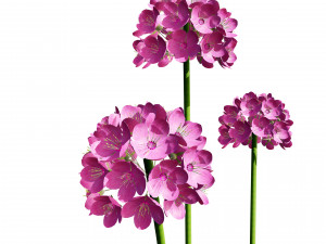 Sea Thrift flowers 3d collection 3Dモデル