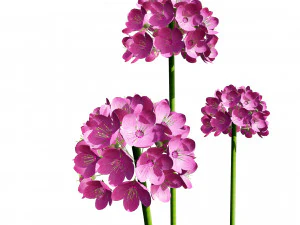 Sea Thrift flowers 3d collection 3D Model