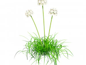 Sea Thrift flowers 3d collection 3D Model