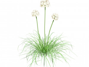 Sea Thrift flowers 3d collection 3Dモデル