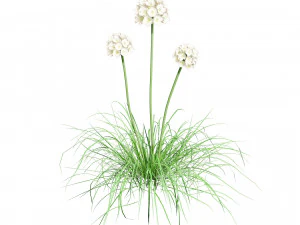 Sea Thrift flowers 3d collection 3D Model