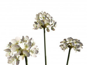 Sea Thrift flowers 3d collection 3Dモデル