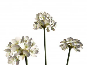 Sea Thrift flowers 3d collection 3D Model