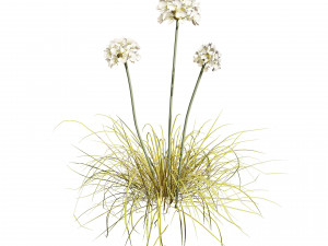 Sea Thrift flowers 3d collection 3Dモデル