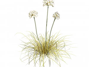 Sea Thrift flowers 3d collection 3D Model