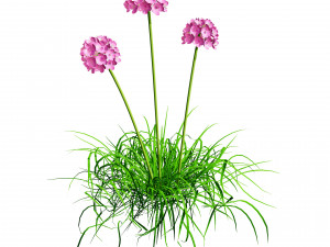 Sea Thrift flowers 3d collection 3Dモデル