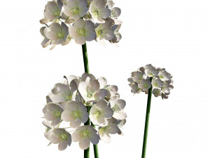 Sea Thrift flowers 3d collection 3Dモデル