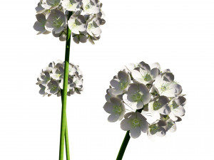 Sea Thrift flowers 3d collection 3Dモデル