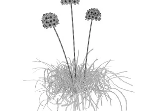 Sea Thrift flowers 3d collection 3D Model