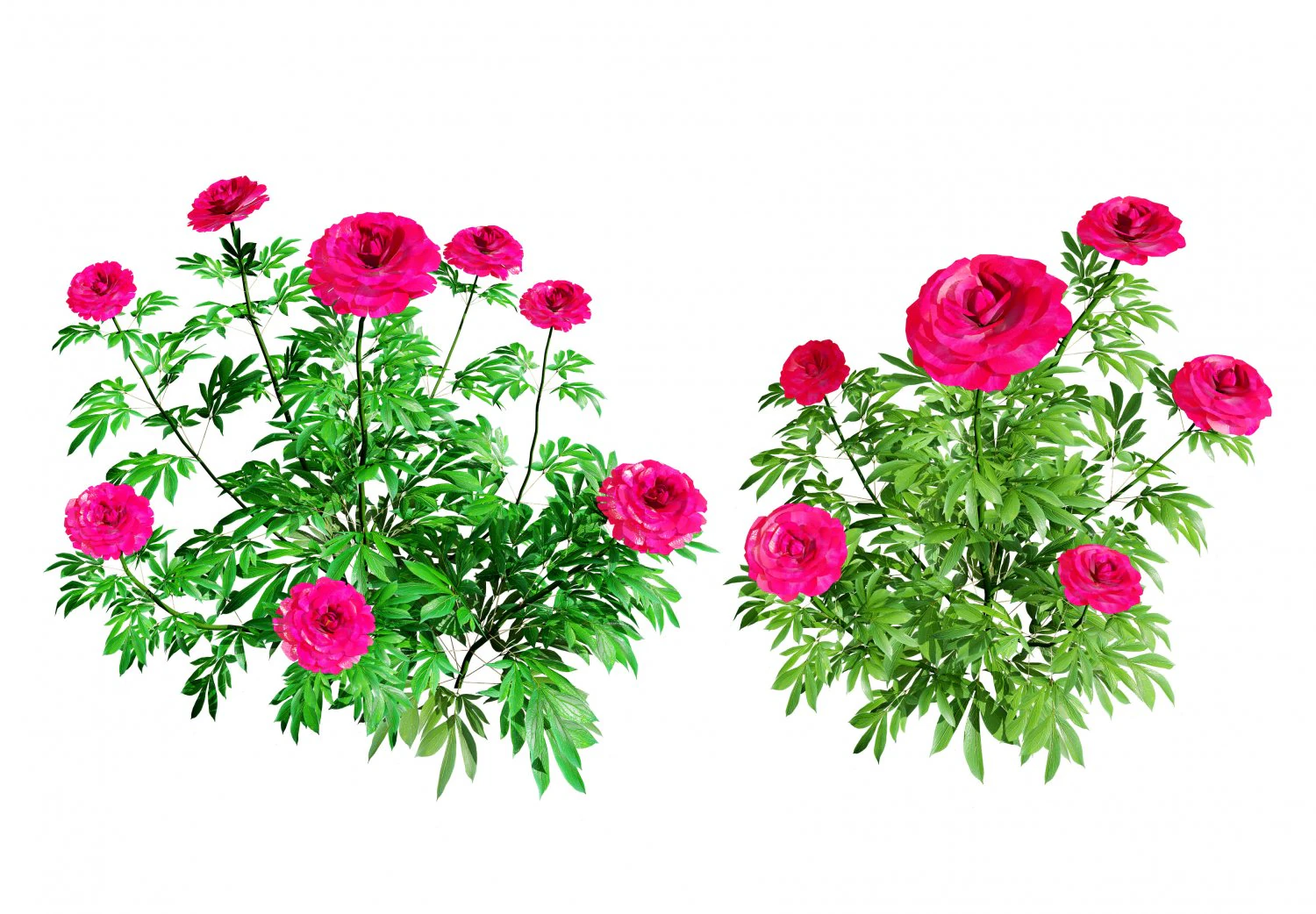 Karl Rosenfield Peony flowers 3D Model .c4d .max .obj .3ds .fbx .stl .blend 