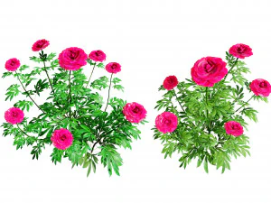 Bunga Peony Karl Rosenfield Model 3D