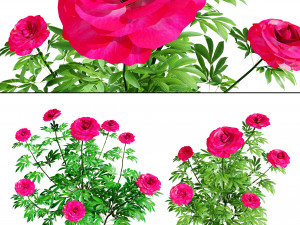 Karl Rosenfield Peony flowers 3D Model