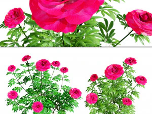 Karl Rosenfield Peony flowers 3D Model