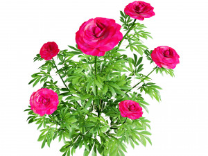 Karl Rosenfield Peony flowers 3D Model