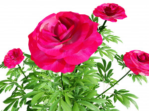 Karl Rosenfield Peony flowers 3D Model