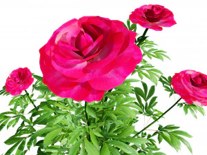 Karl Rosenfield Peony flowers 3D Model