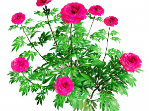 Karl Rosenfield Peony flowers 3D Model