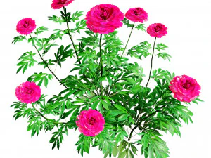 Karl Rosenfield Peony flowers 3D Model
