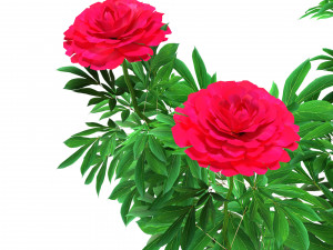 Karl Rosenfield Peony flowers 3D Model