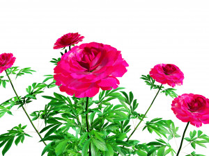 Karl Rosenfield Peony flowers 3D Model