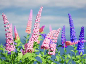 Bunga Semak Kupu-Kupu Biru Model 3D