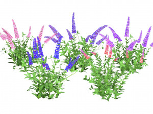 Blue Butterfly Bush flowers 3D Model