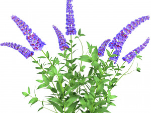 Blue Butterfly Bush flowers 3D Model