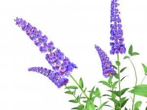 Blue Butterfly Bush flowers 3D Model