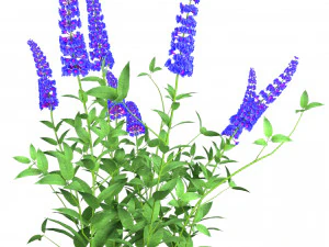 Blue Butterfly Bush flowers 3D Model