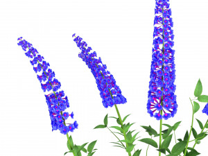 Blue Butterfly Bush flowers 3D Model
