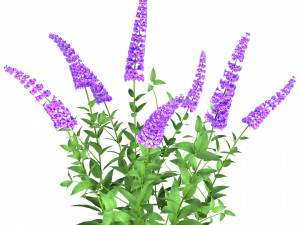 Blue Butterfly Bush flowers 3D Model