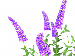 Blue Butterfly Bush flowers 3D Model