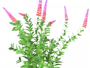 Blue Butterfly Bush flowers 3D Model