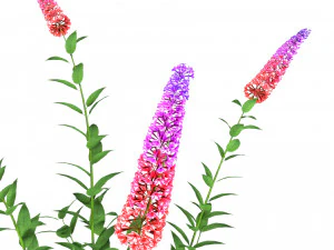 Blue Butterfly Bush flowers 3D Model