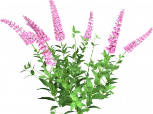 Blue Butterfly Bush flowers 3D Model