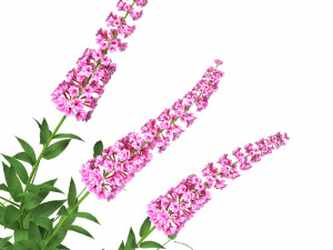 Blue Butterfly Bush flowers 3D Model