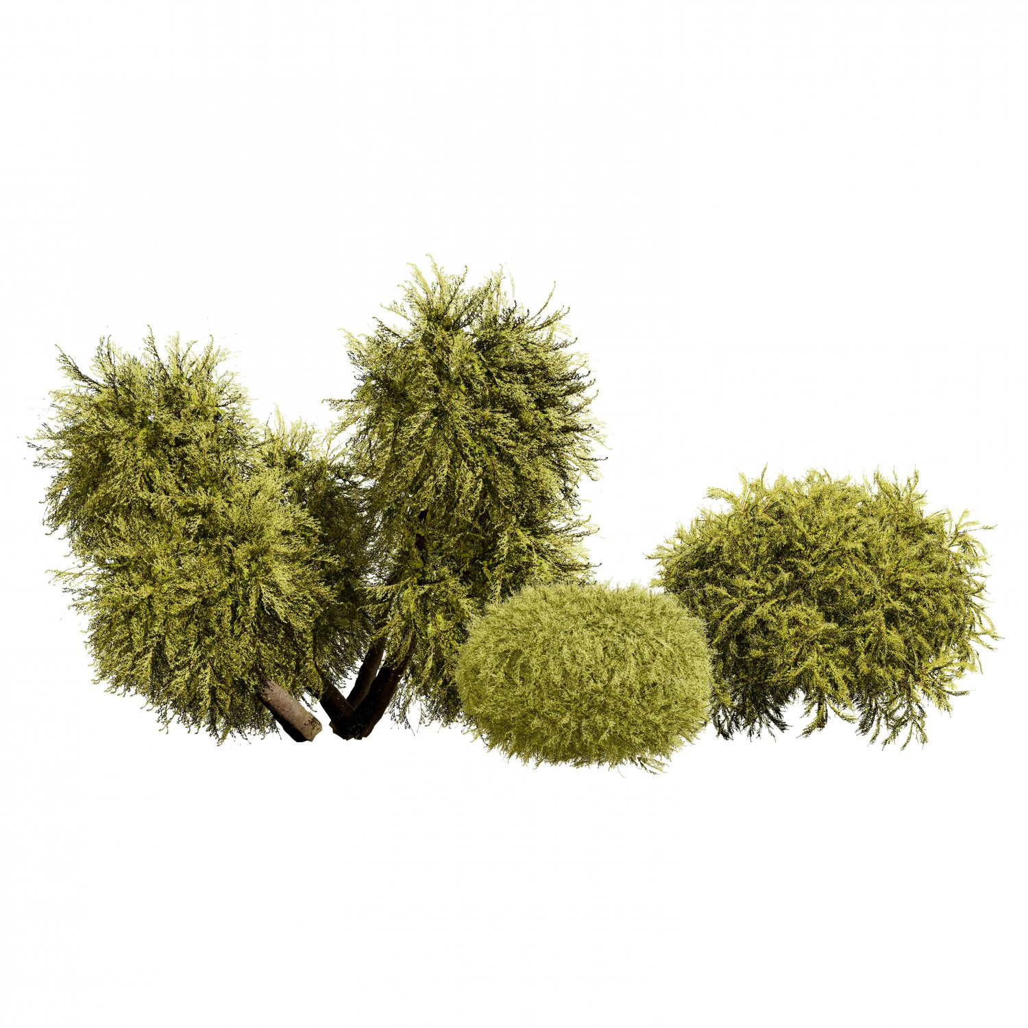 Golden Mop False Cypress bush 3D Model .c4d .max .obj .3ds .fbx .stl .blend 