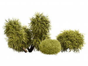 Golden Mop False Cypress bush 3D Модель