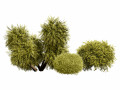 Golden Mop False Cypress bush 3D Модель