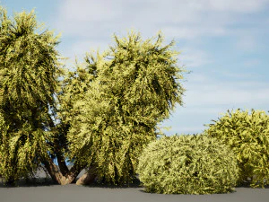 Golden Mop False Cypress bush 3D Model