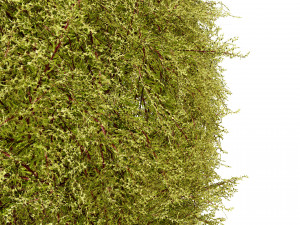 Golden Mop False Cypress bush 3D Модель