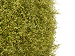 Golden Mop False Cypress bush 3D Model