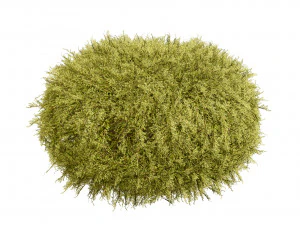 Golden Mop False Cypress bush 3D Model