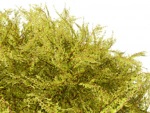 Golden Mop False Cypress bush 3D Model