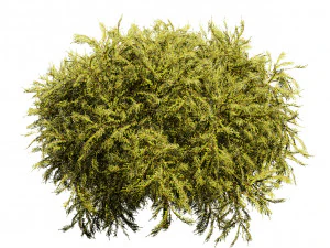 Golden Mop False Cypress bush 3D Model