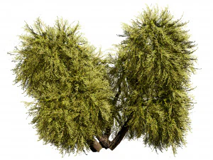 Golden Mop False Cypress bush 3D Model