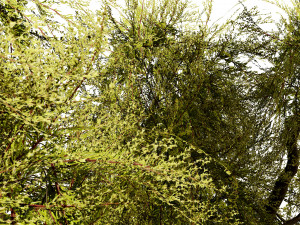 Golden Mop False Cypress bush 3D Модель