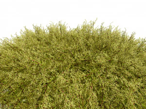 Golden Mop False Cypress bush 3D Model
