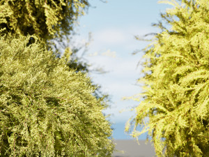 Golden Mop False Cypress bush 3D Модель