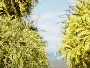 Golden Mop False Cypress bush 3D Model